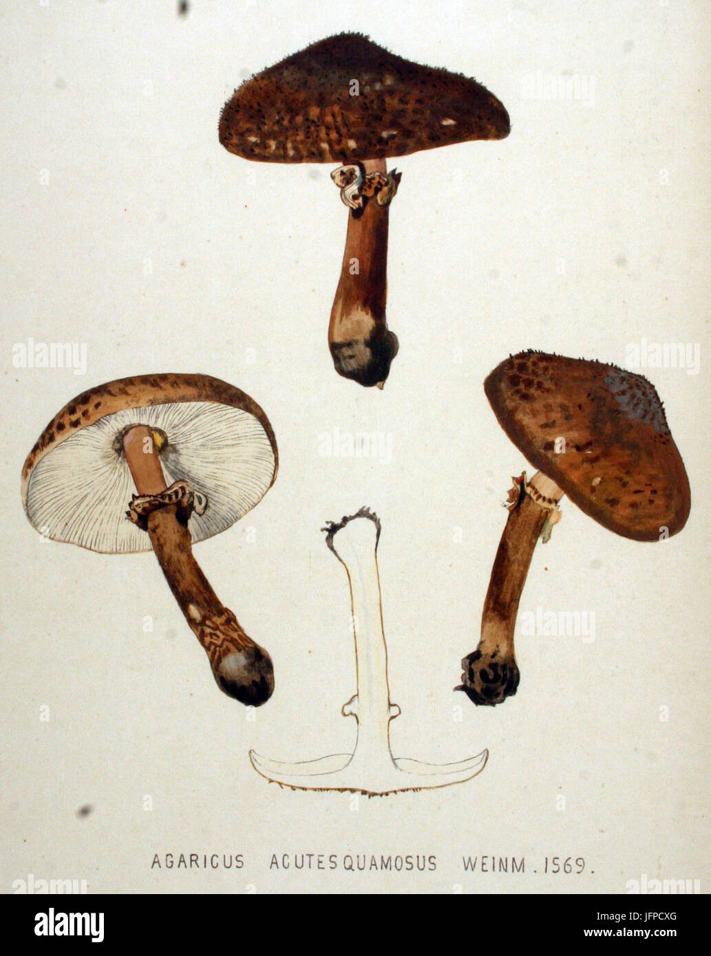 Agaricus acutesquamosus   Flora Batava   Volume v20 Stock Photo