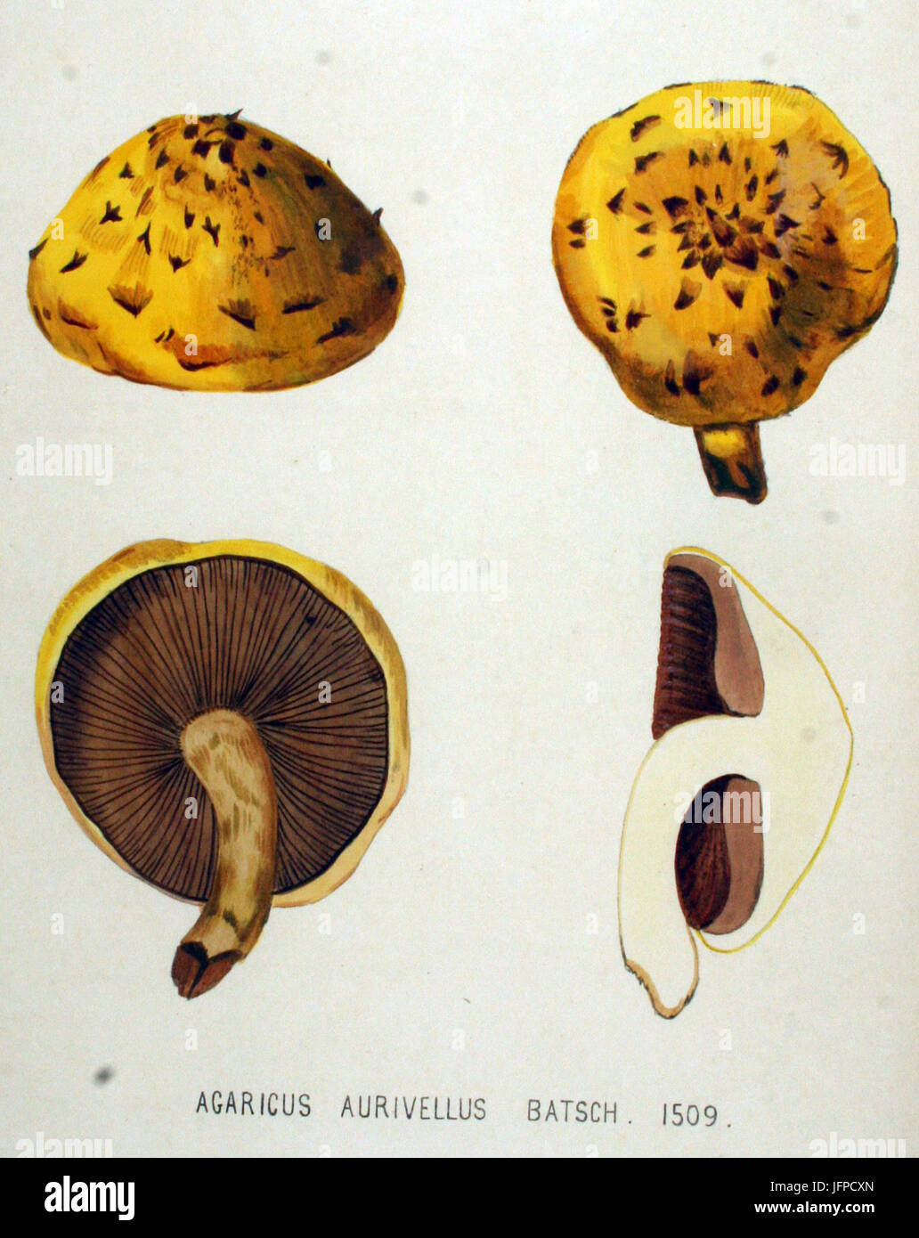 Agaricus aurivellus   Flora Batava   Volume v19 Stock Photo