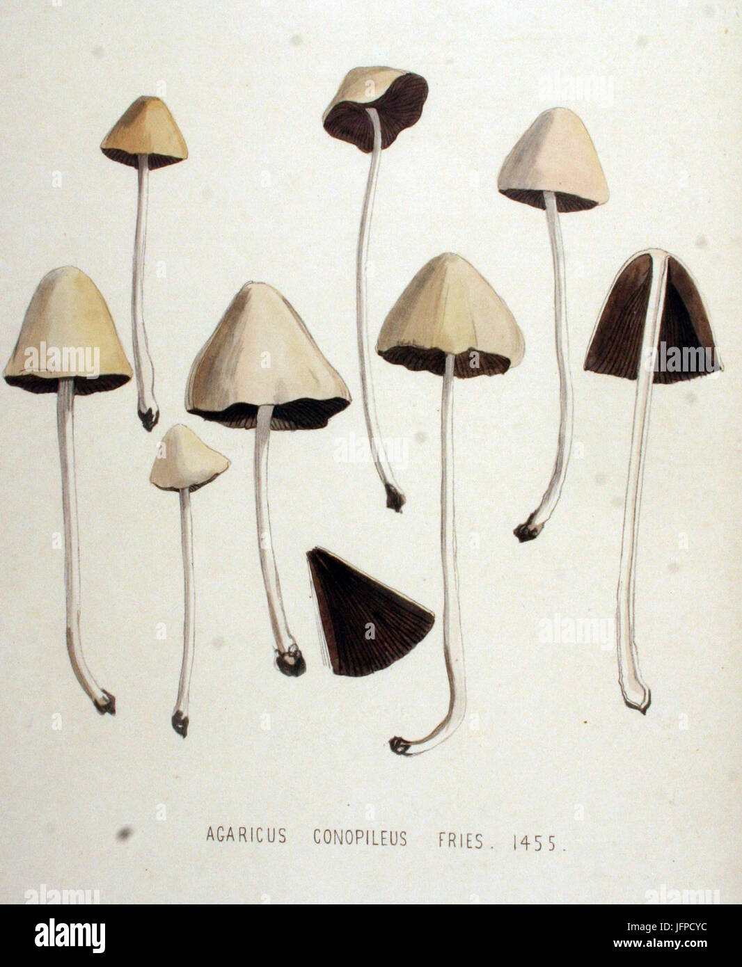 Agaricus conopileus   Flora Batava   Volume v19 Stock Photo