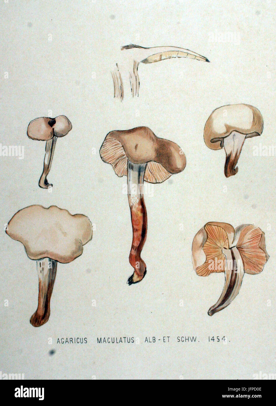Agaricus maculatus   Flora Batava   Volume v19 Stock Photo