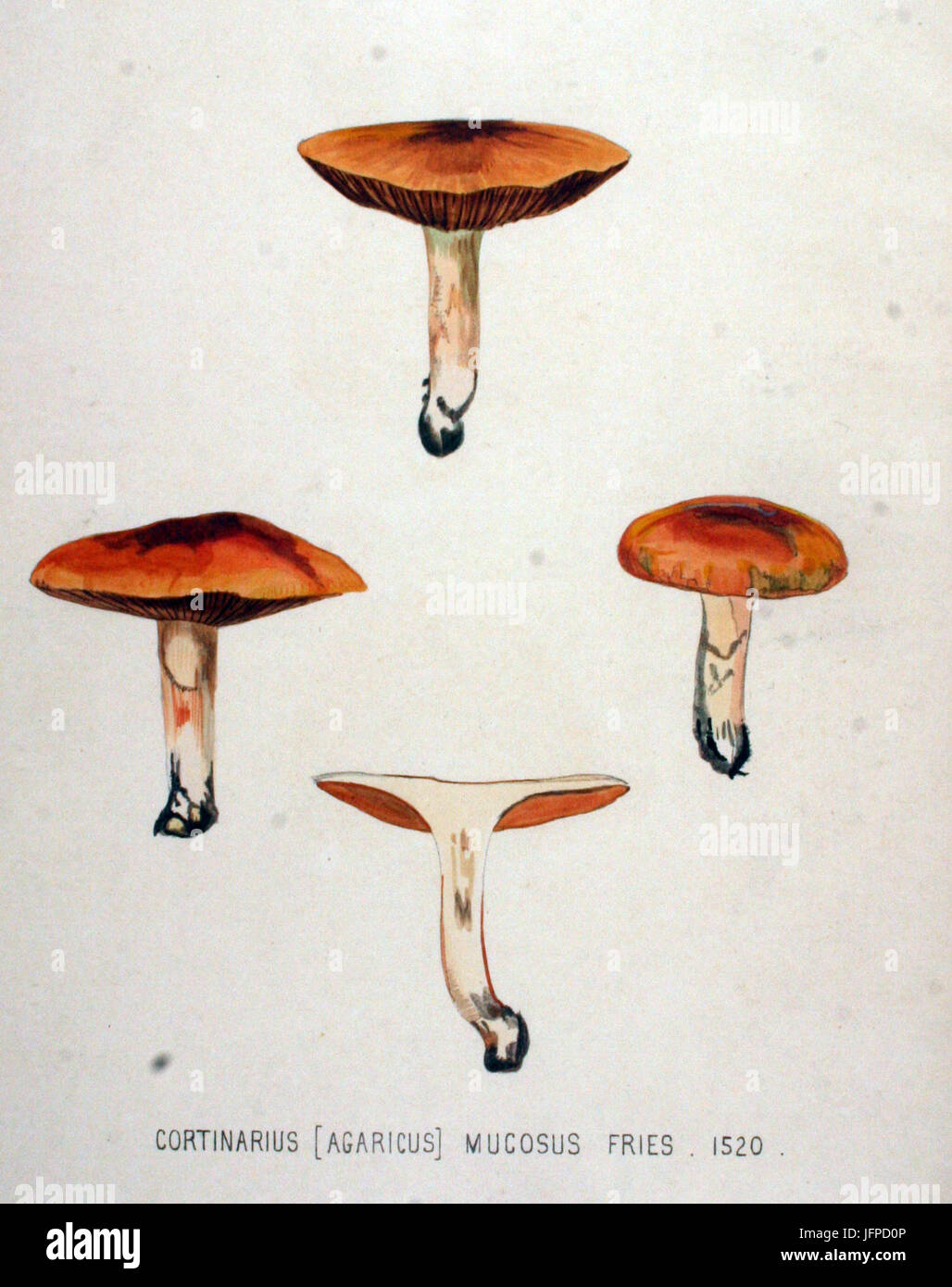 Agaricus mucosus   Flora Batava   Volume v19 Stock Photo