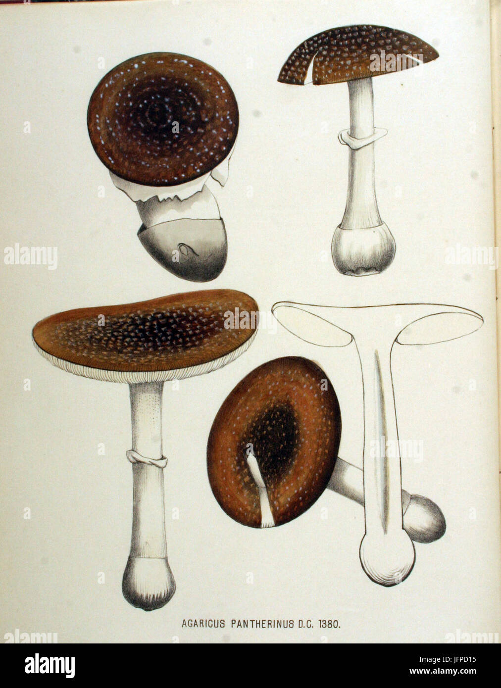 Agaricus pantherinus   Flora Batava   Volume v18 Stock Photo