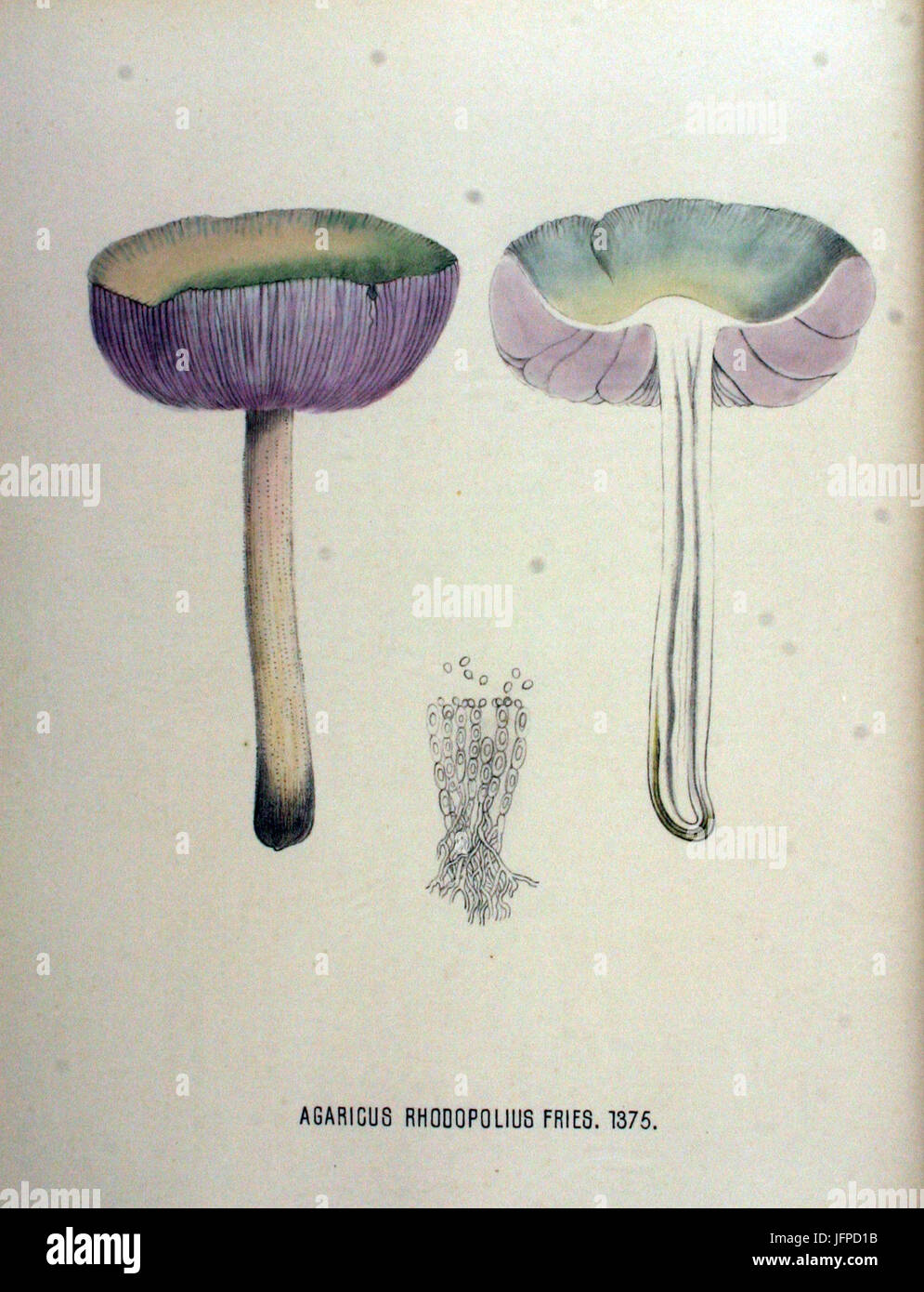 Agaricus rhodopolius   Flora Batava   Volume v18 Stock Photo