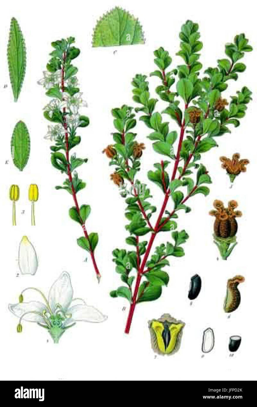 Agathosma betulina - Köhler-s Medizinal-Pflanzen-020 Stock Photo