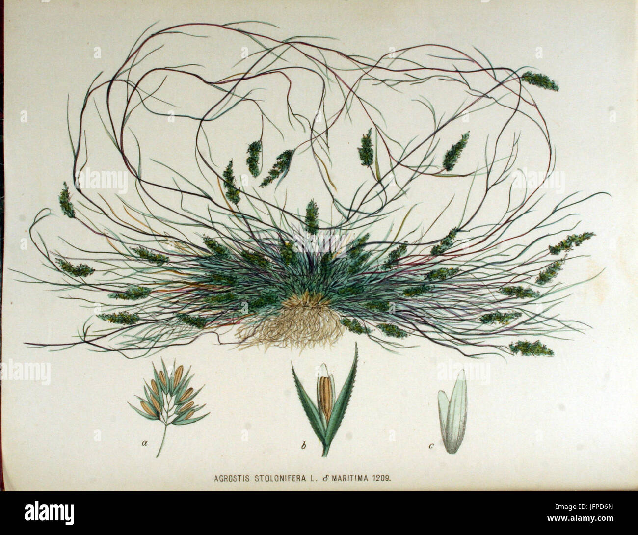 Agrostis stolonifera   Flora Batava   Volume v16 Stock Photo
