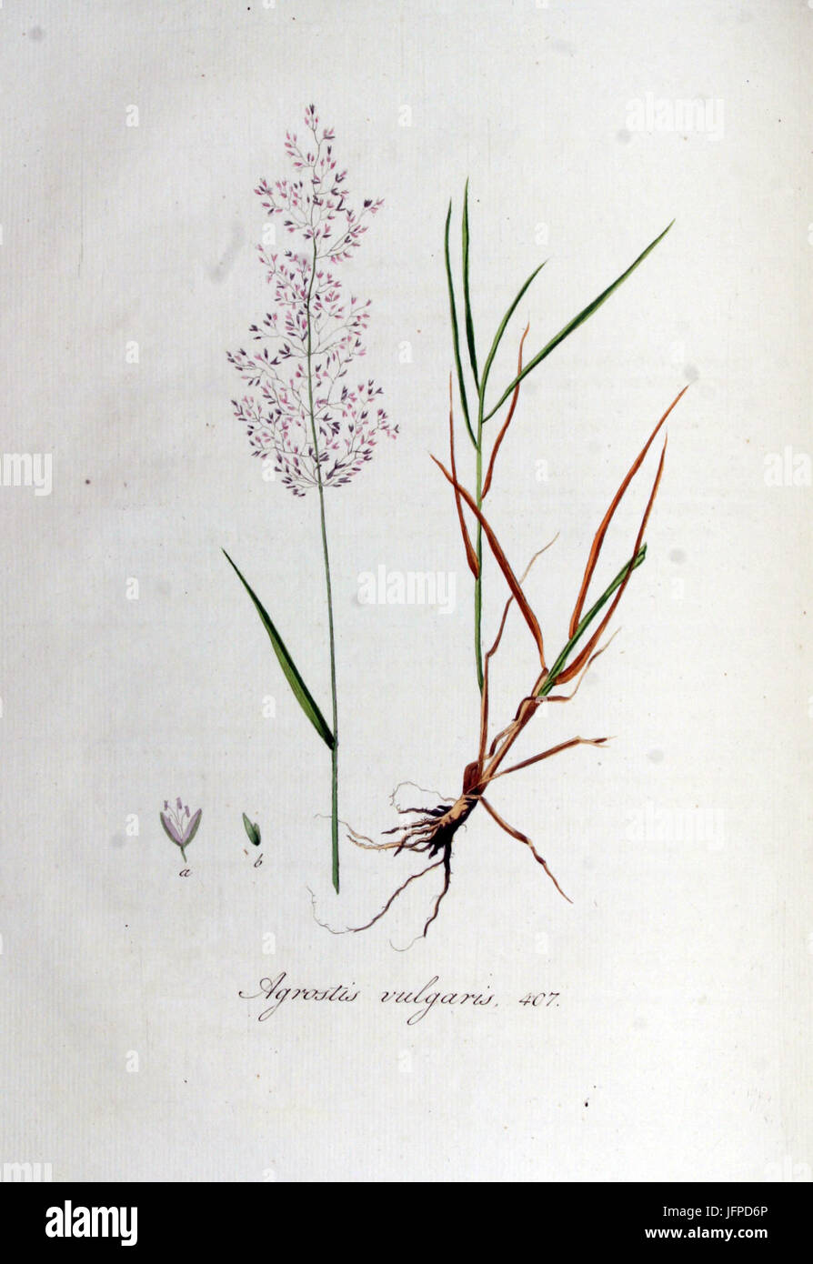 Agrostis vulgaris   Flora Batava   Volume v6 Stock Photo