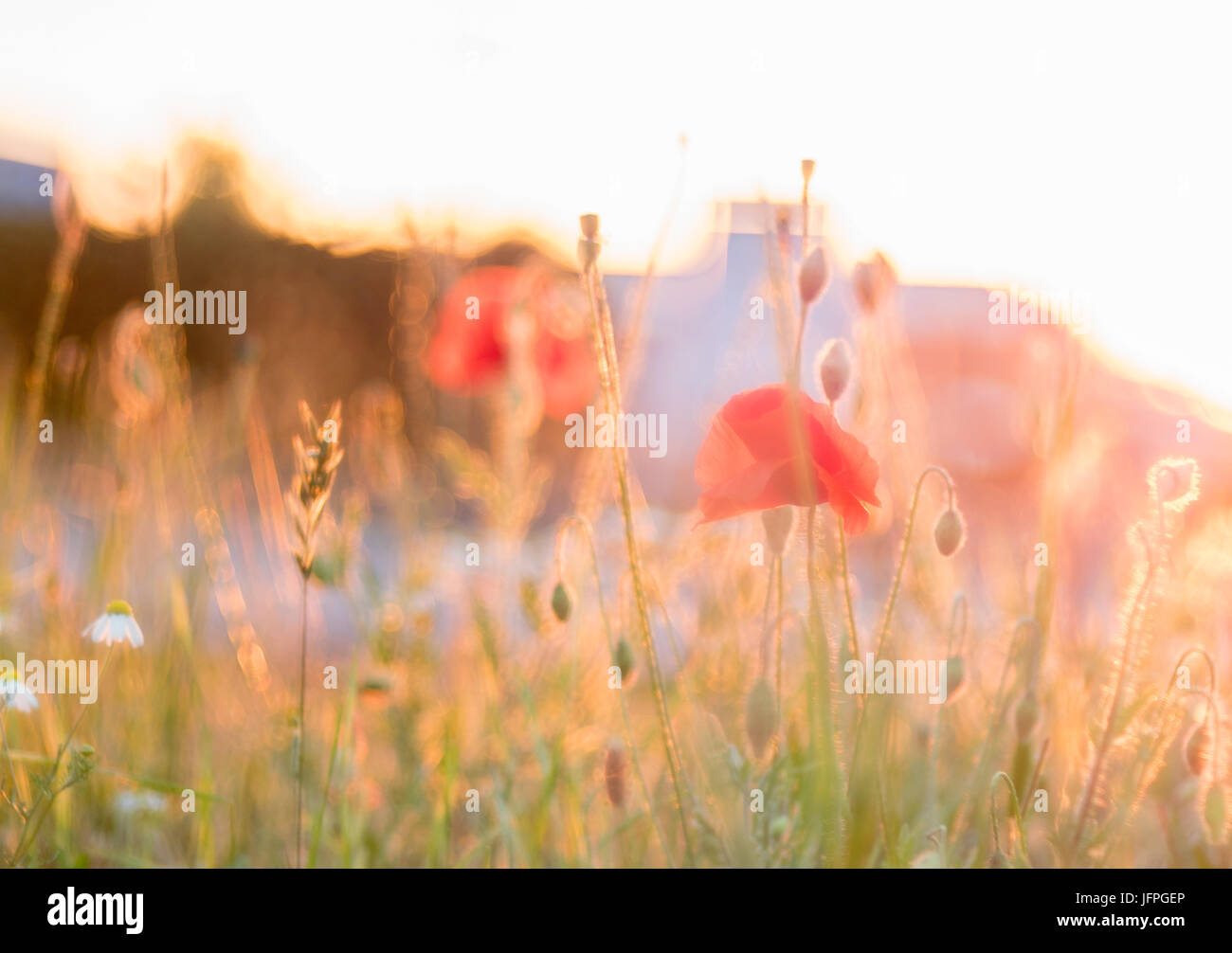 red poppys in the city at sundown / sunset, blurred background, high key Stock Photo