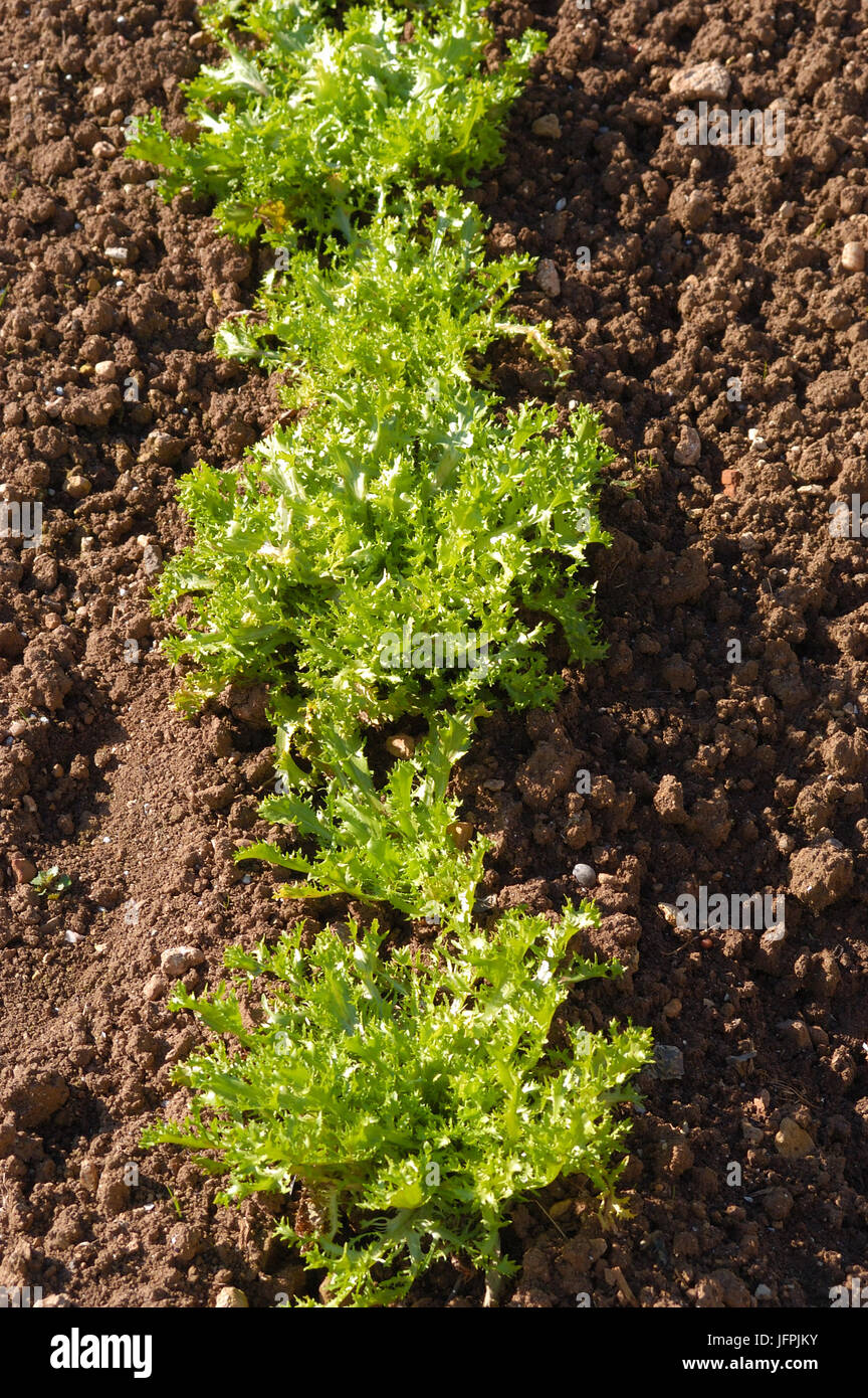 Curly Endive Stock Photos & Curly Endive Stock Images Alamy
