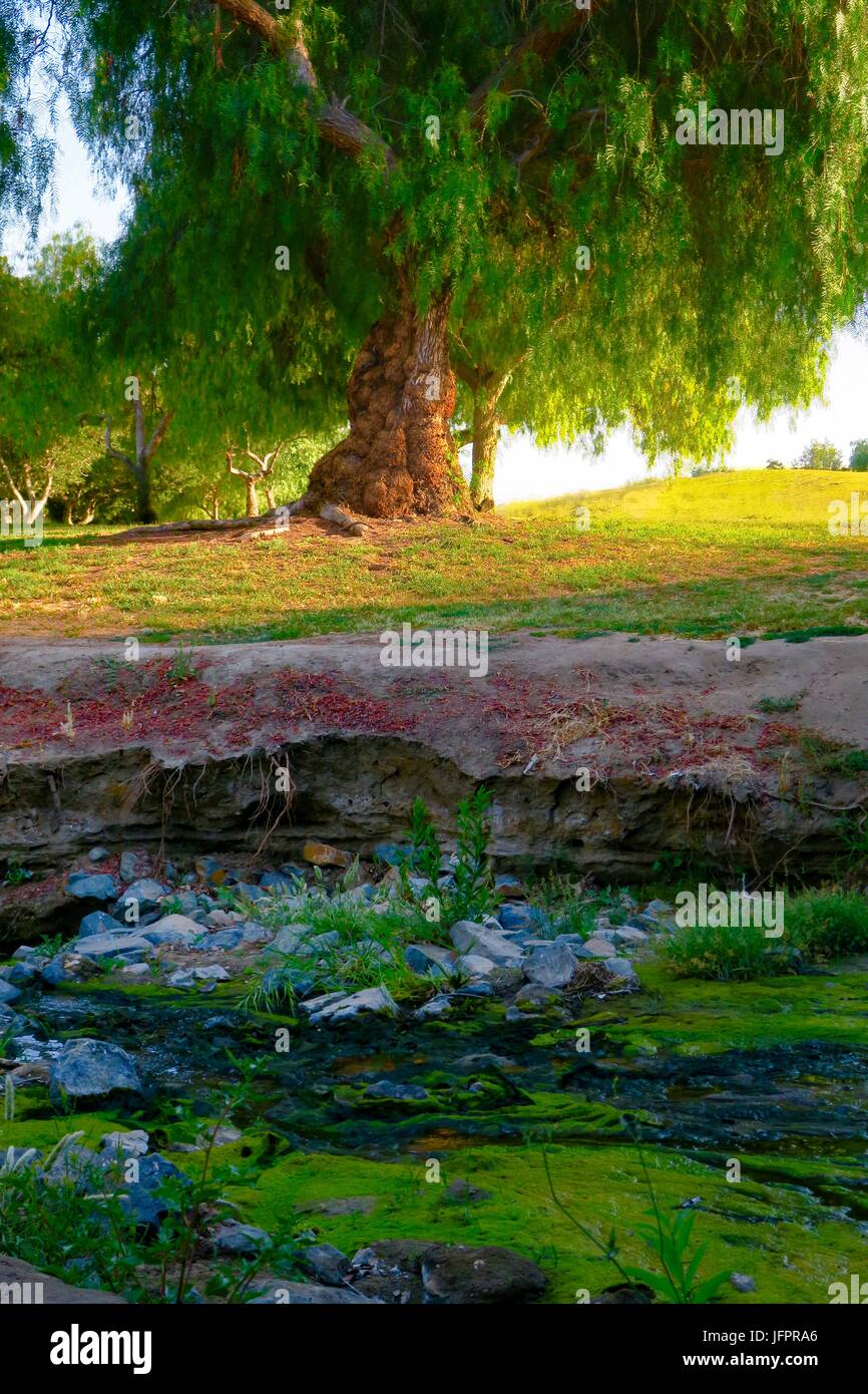 mossy creek under mystical tree with hanging branches Stock Photo