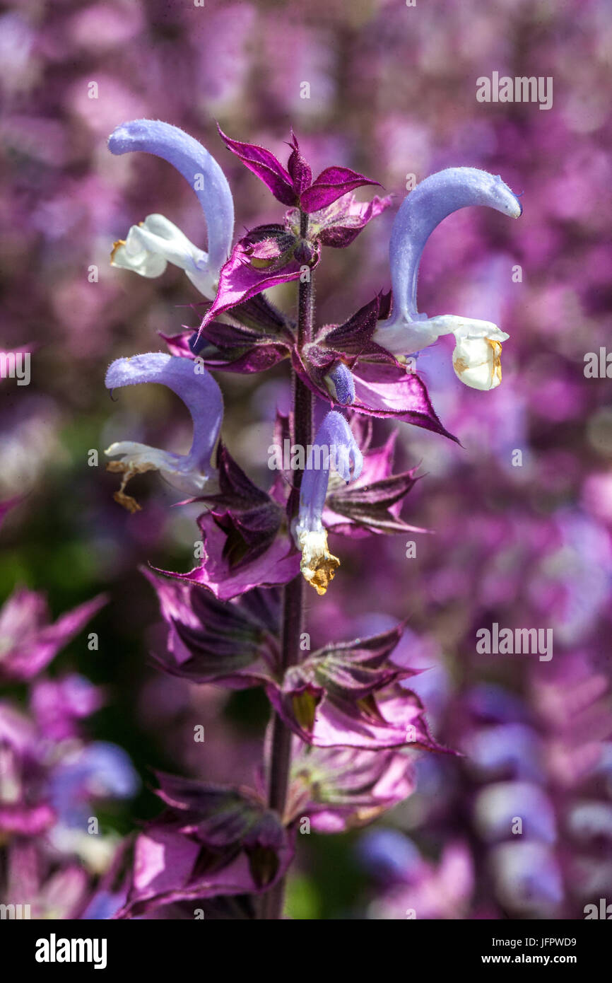 Salvia sclarea 'Piemont', Clary Sage Stock Photo