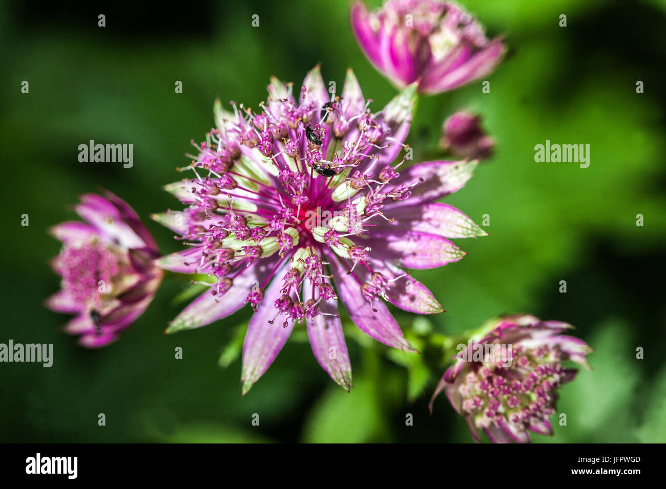 Astrantia major ‘Roma’, Masterwort Pink, Astrantia, Flower, Closeup Stock Photo