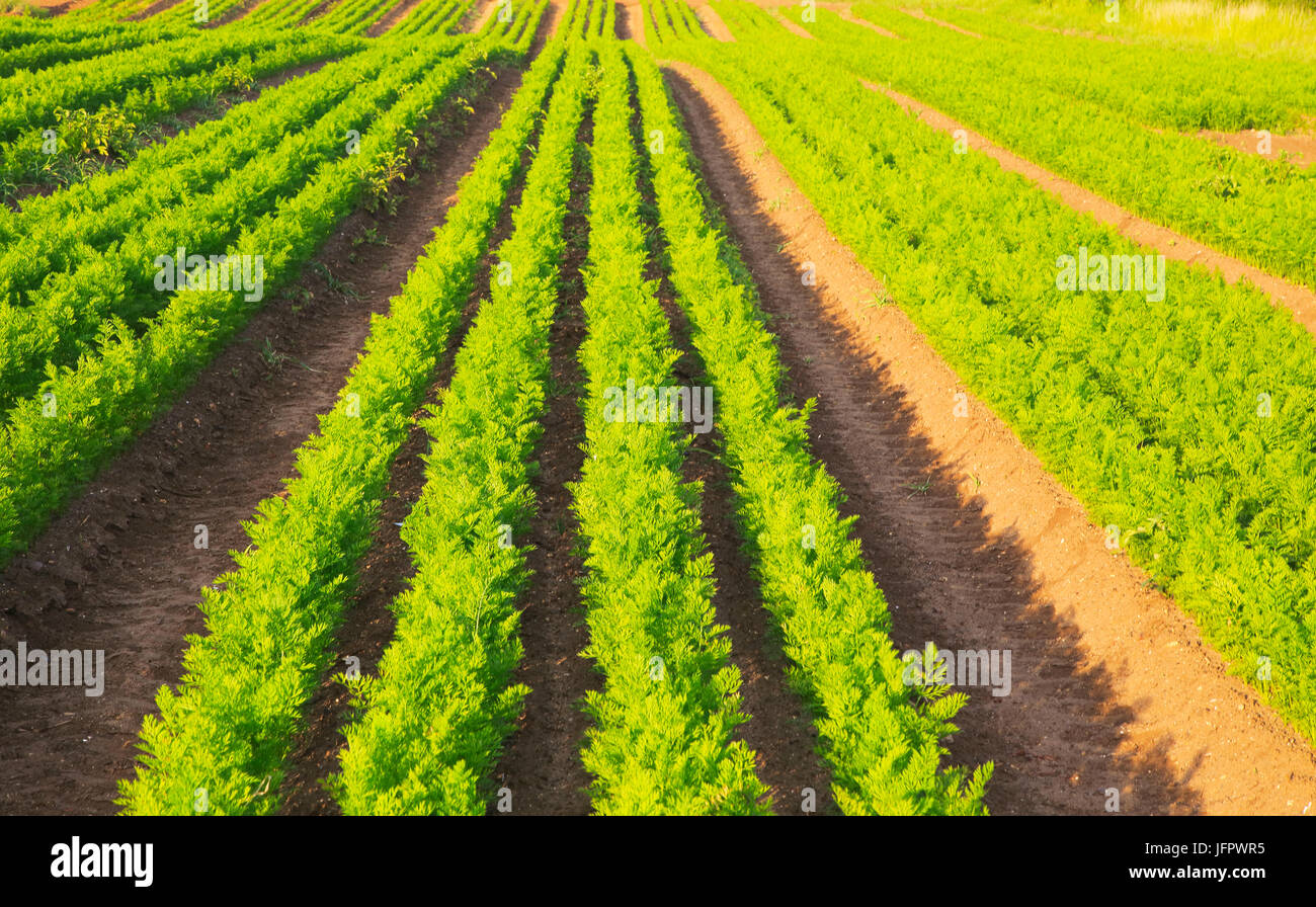Green lines of carrot crop growing in sandy soil, Shottisham, Suffolk