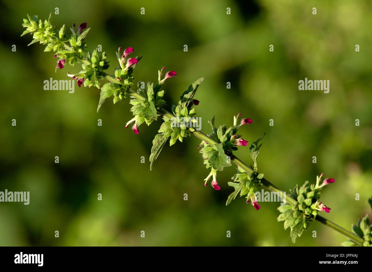 Green plant flower hi-res stock photography and images - Alamy