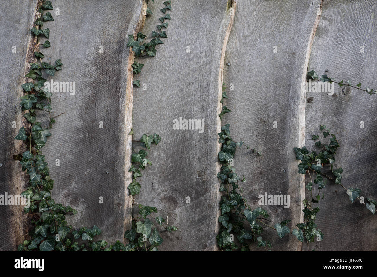 Timber fencing with Ivy growing through Stock Photo