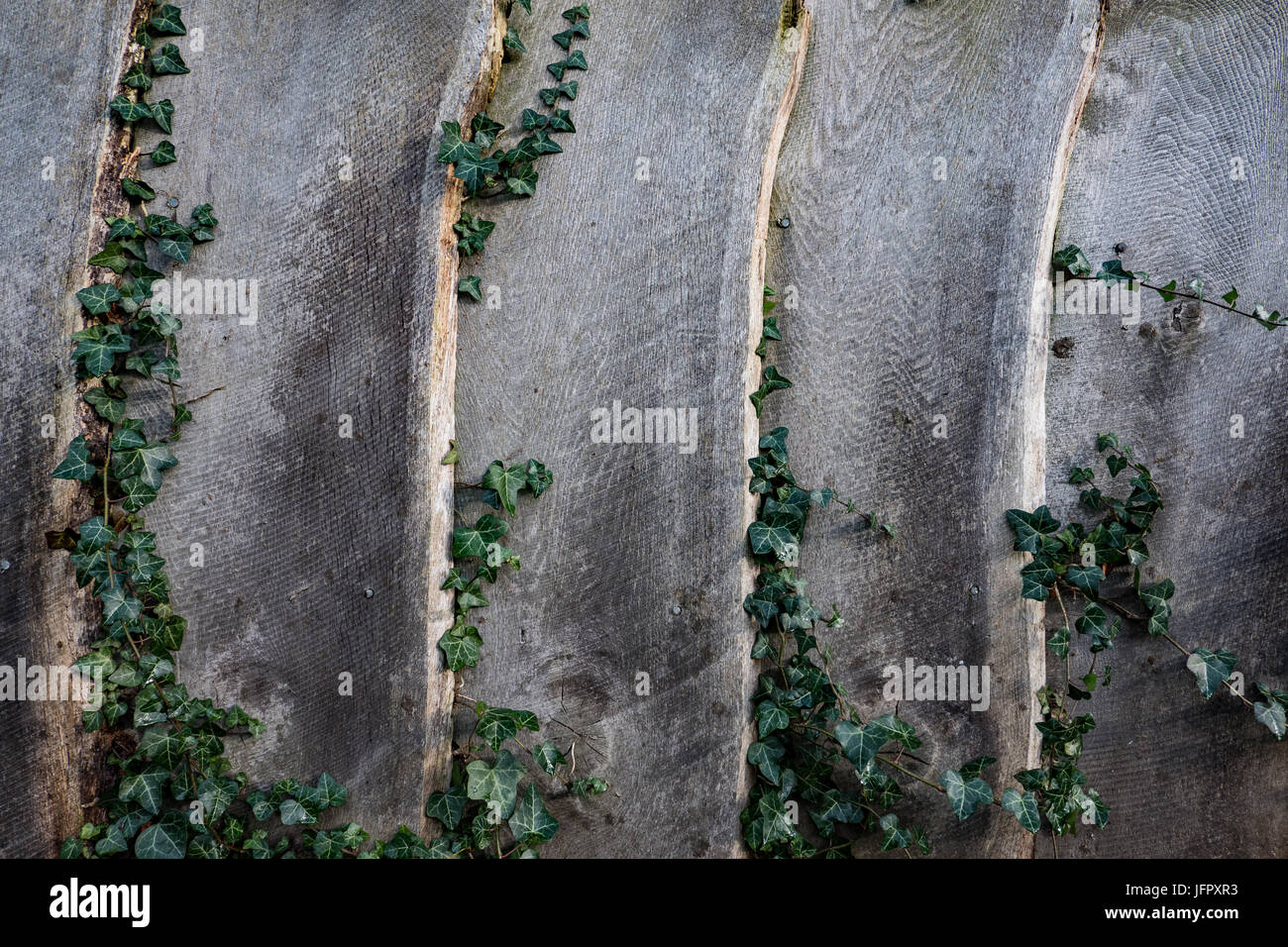 Timber fencing with Ivy growing through Stock Photo
