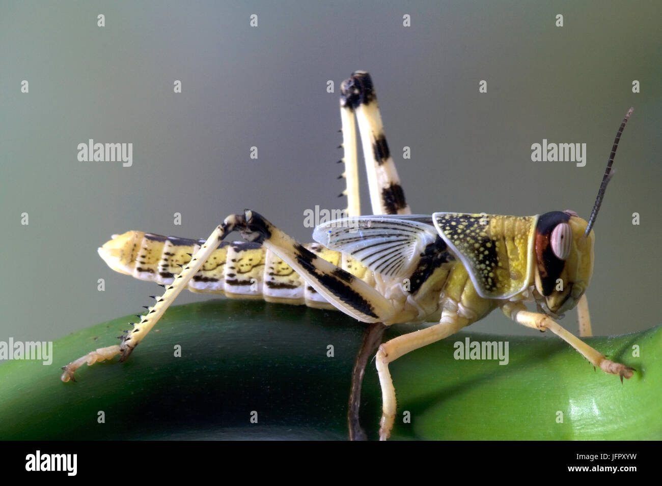 Close Up of a Locust on Plant Stock Photo