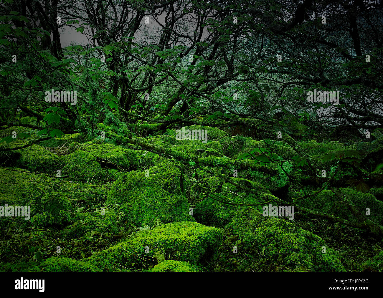 Dark green moss forest hi-res stock photography and images - Alamy