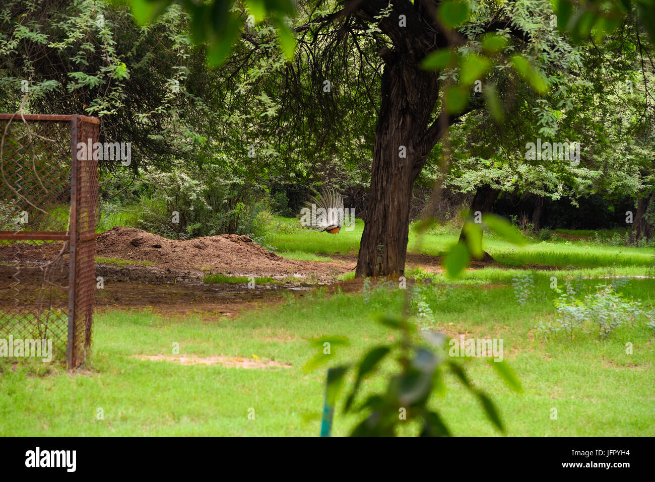 India's national bird Peacock in outdoor green nature park or forest in month of June 2017 after rain Stock Photo