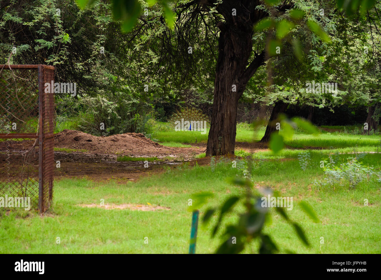 India's national bird Peacock in outdoor green nature park or forest in month of June 2017 after rain Stock Photo
