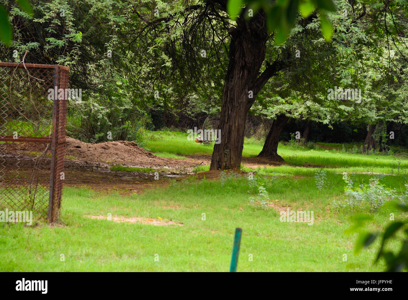 India's national bird Peacock in outdoor green nature park or forest in month of June 2017 after rain Stock Photo
