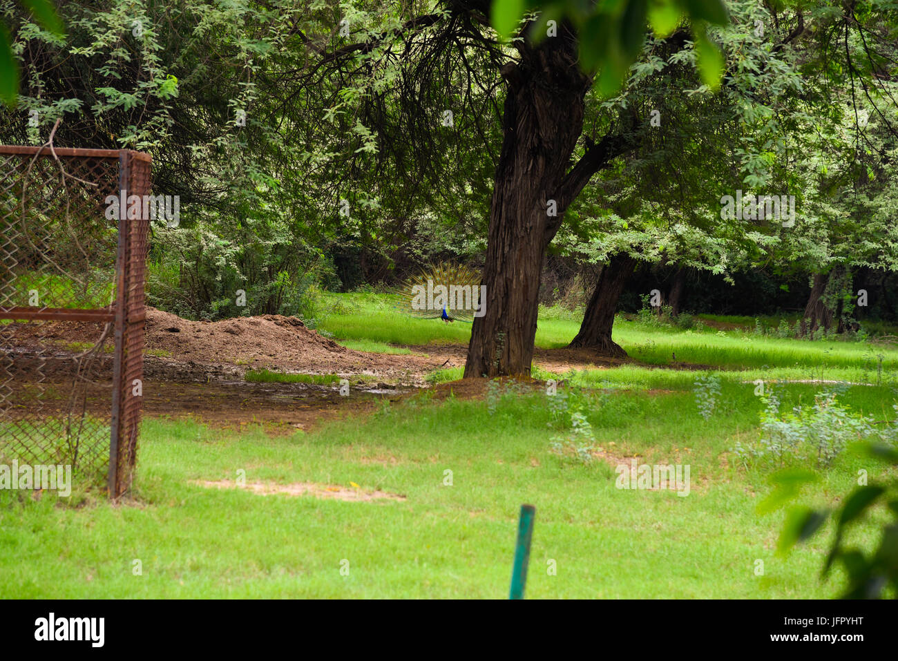 India's national bird Peacock in outdoor green nature park or forest in month of June 2017 after rain Stock Photo