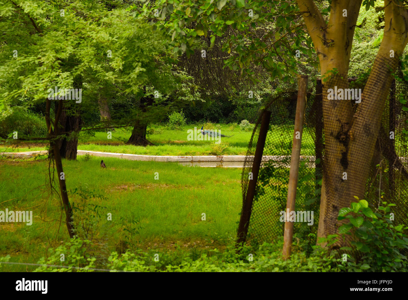 India's national bird Peacock in outdoor green nature park or forest in month of June 2017 after rain Stock Photo