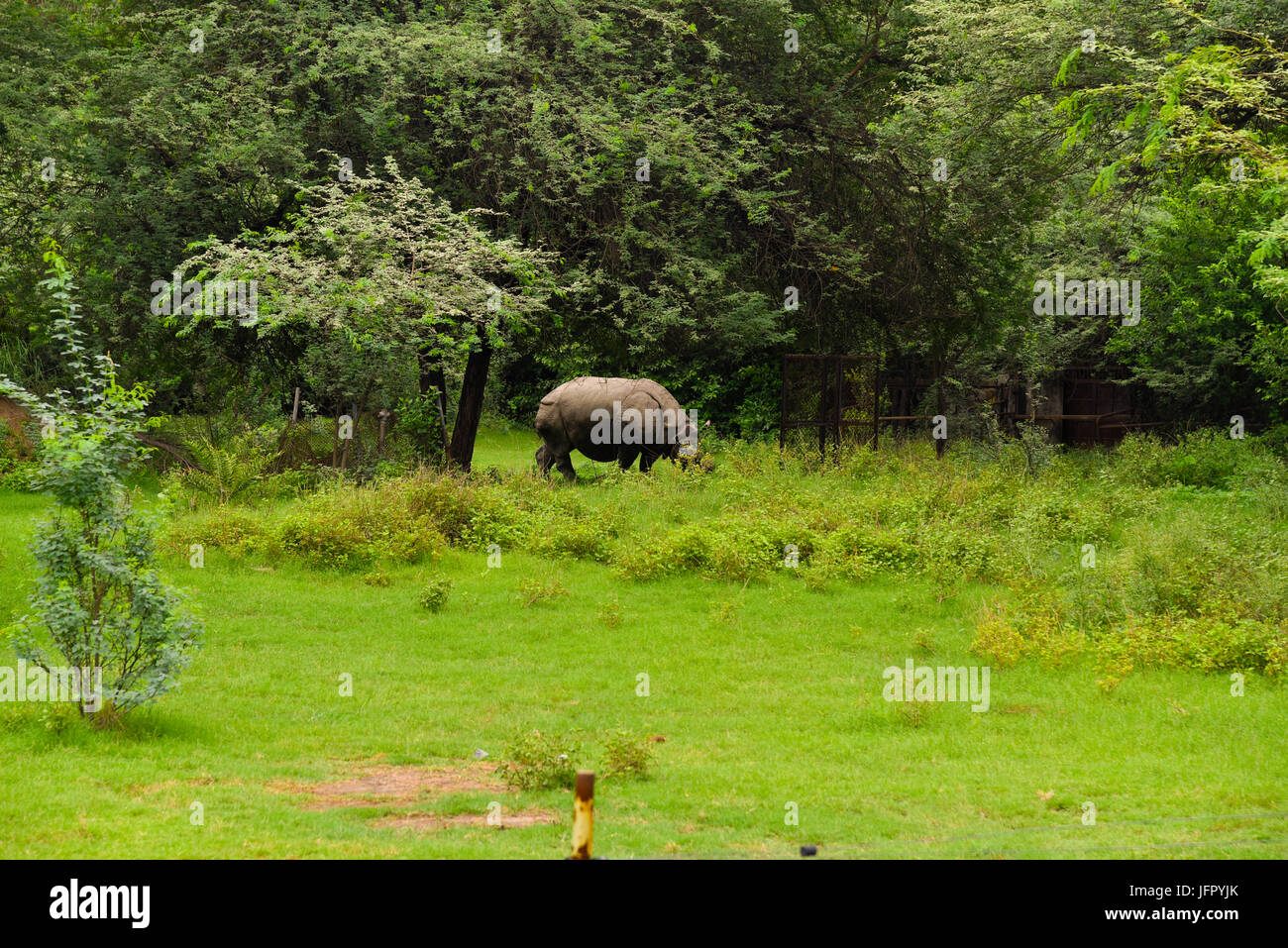 Wild walking Indian Rhinoceros in outdoor green nature park or forest in month of June 2017 after rain with latest picture information Stock Photo