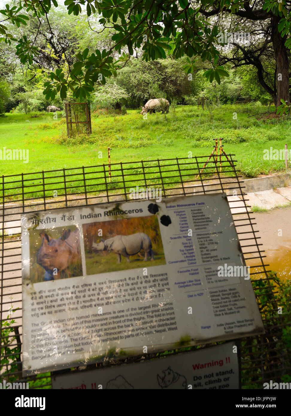 Wild walking Indian Rhinoceros in outdoor green nature park or forest in month of June 2017 after rain with latest picture information Stock Photo