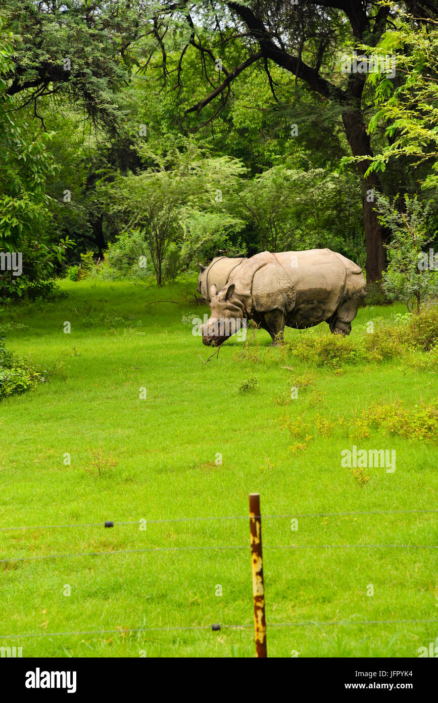 Wild walking Indian Rhinoceros in outdoor green nature park or forest in month of June 2017 after rain with latest picture information Stock Photo
