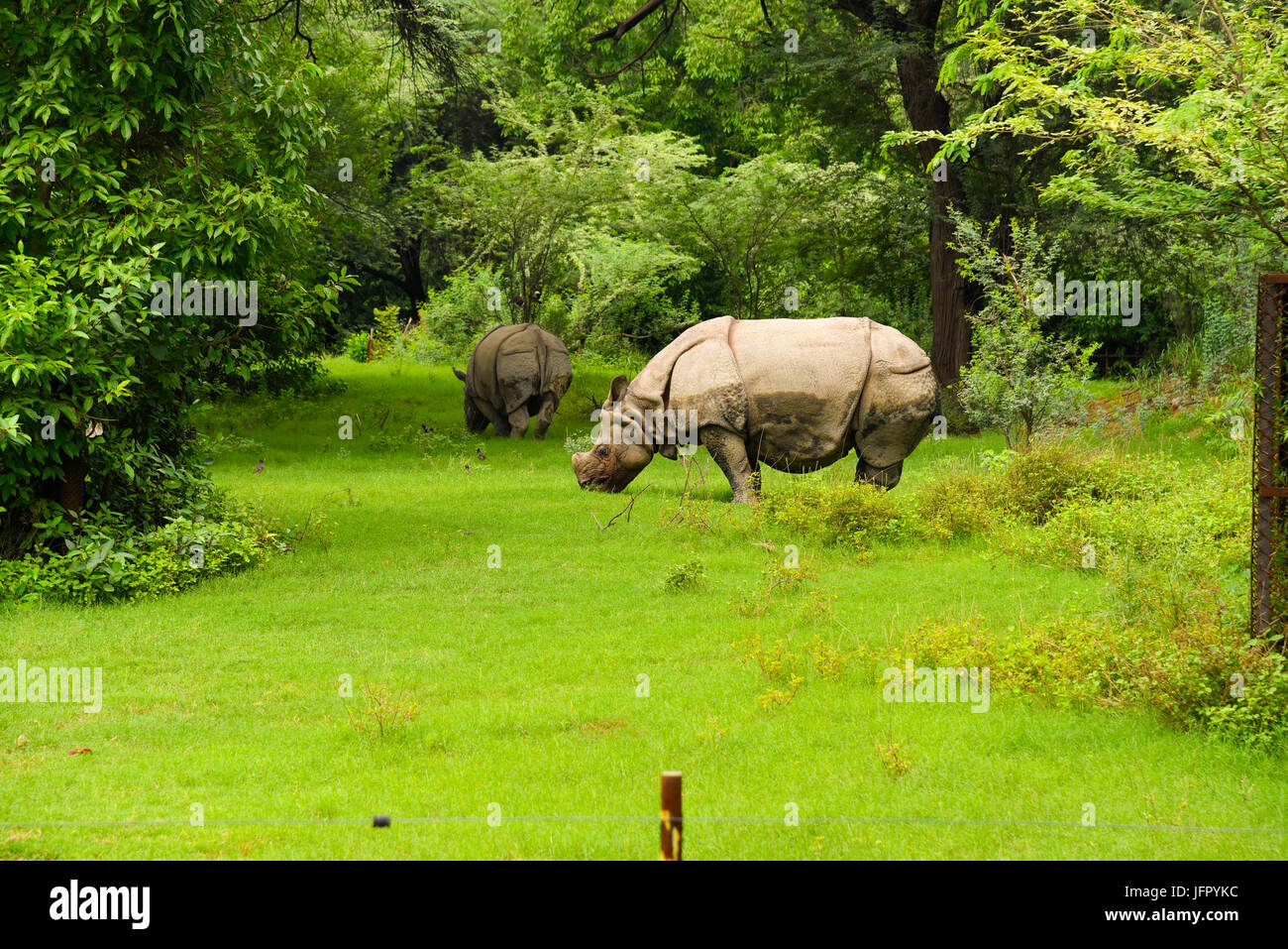Wild walking Indian Rhinoceros in outdoor green nature park or forest in month of June 2017 after rain with latest picture information Stock Photo