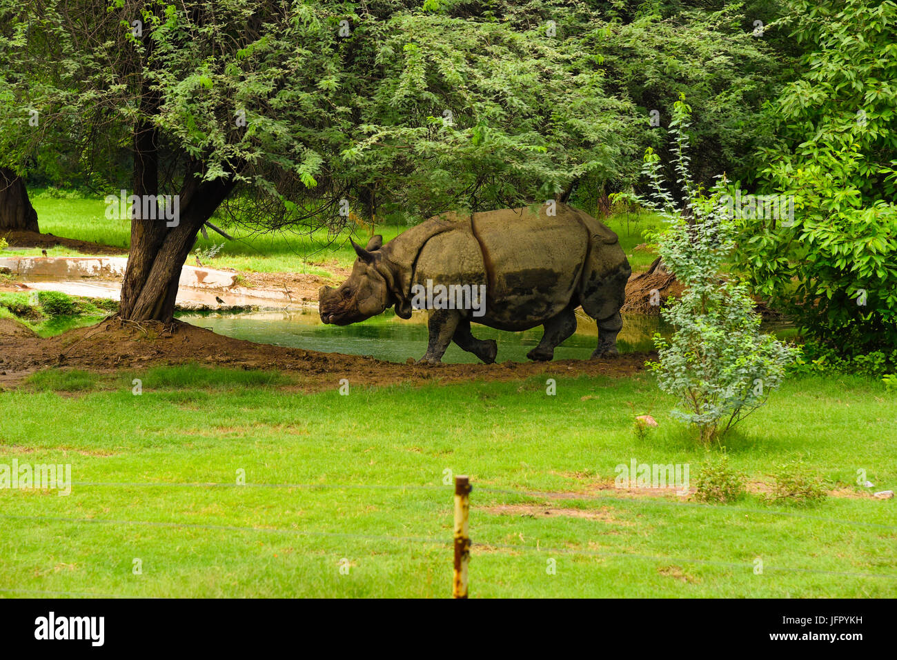 Wild walking Indian Rhinoceros in outdoor green nature park or forest in month of June 2017 after rain with latest picture information Stock Photo