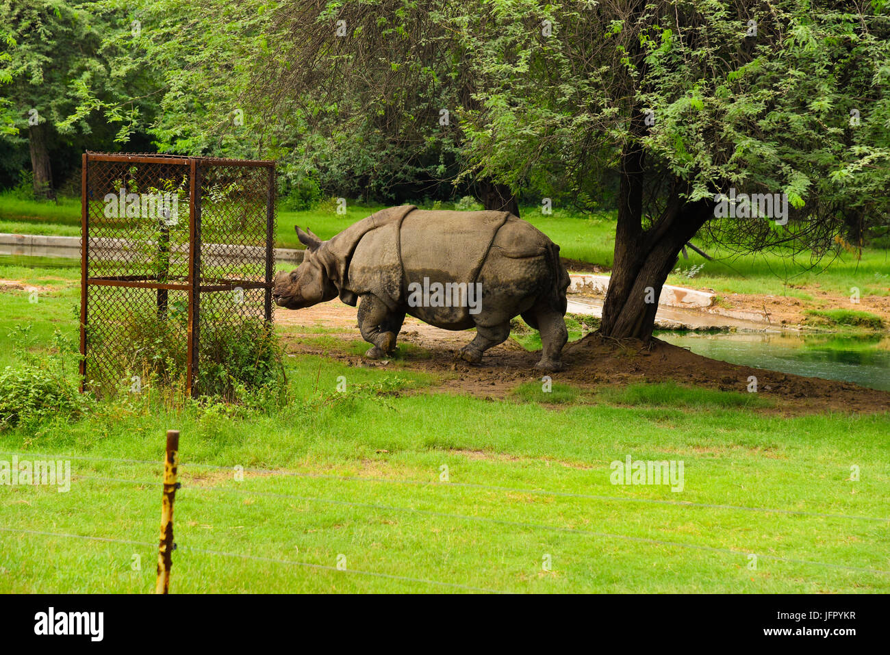 Wild walking Indian Rhinoceros in outdoor green nature park or forest in month of June 2017 after rain with latest picture information Stock Photo