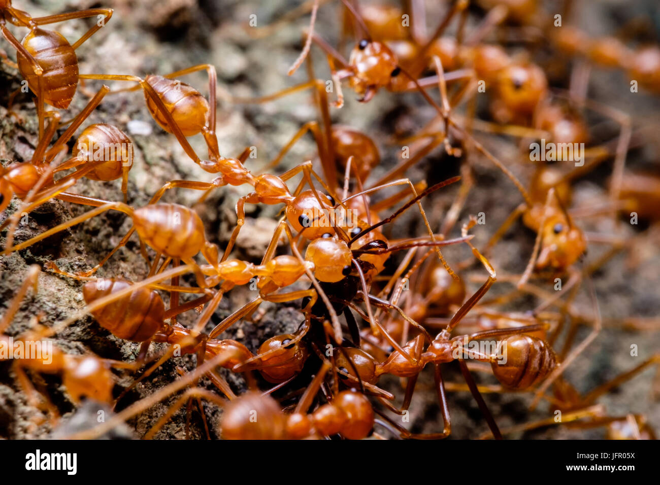 Ants carrying food hires stock photography and images Alamy