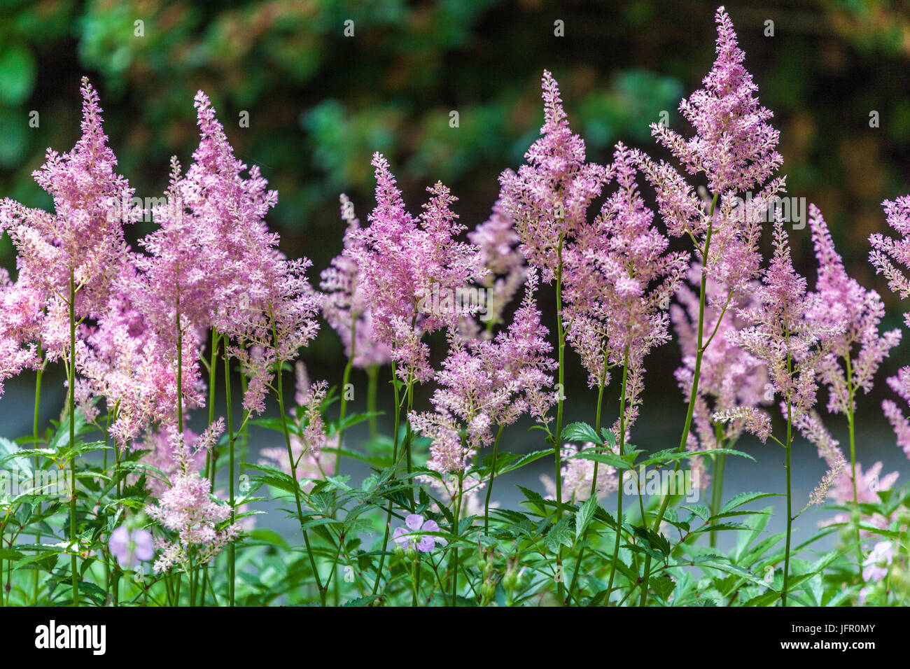 Purple Astilbe Chinese Astilbe, Astilbe chinensis 'Pumila' Stock Photo