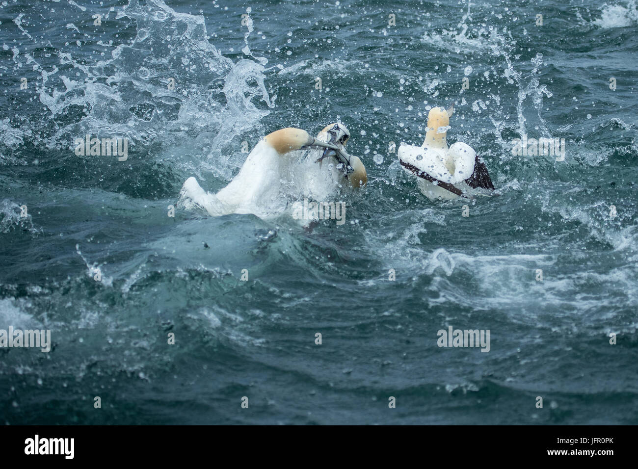 three Gannets fighting over fish. Stock Photo