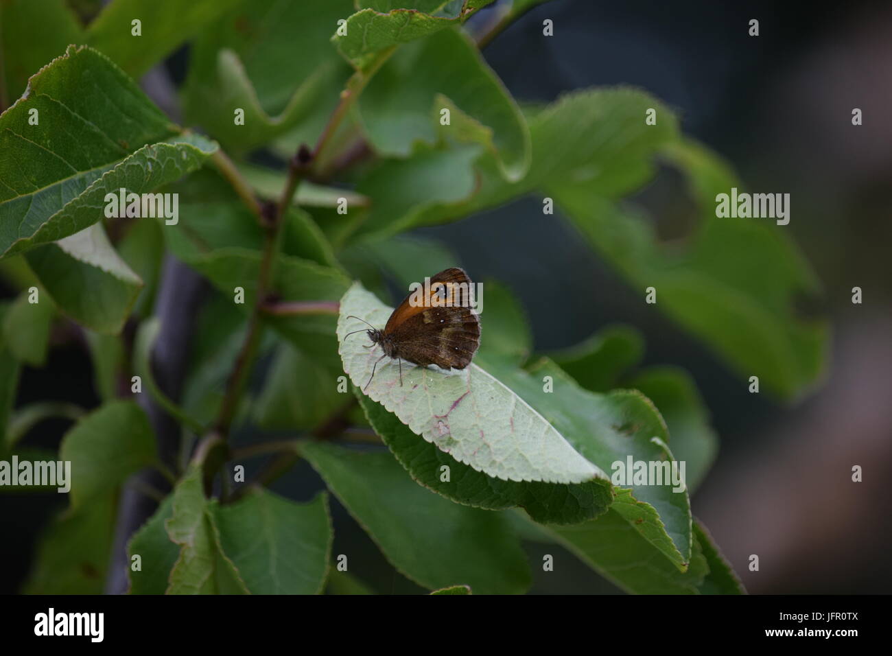 Gatekeeper butterfly on a green leaf hi-res stock photography and ...