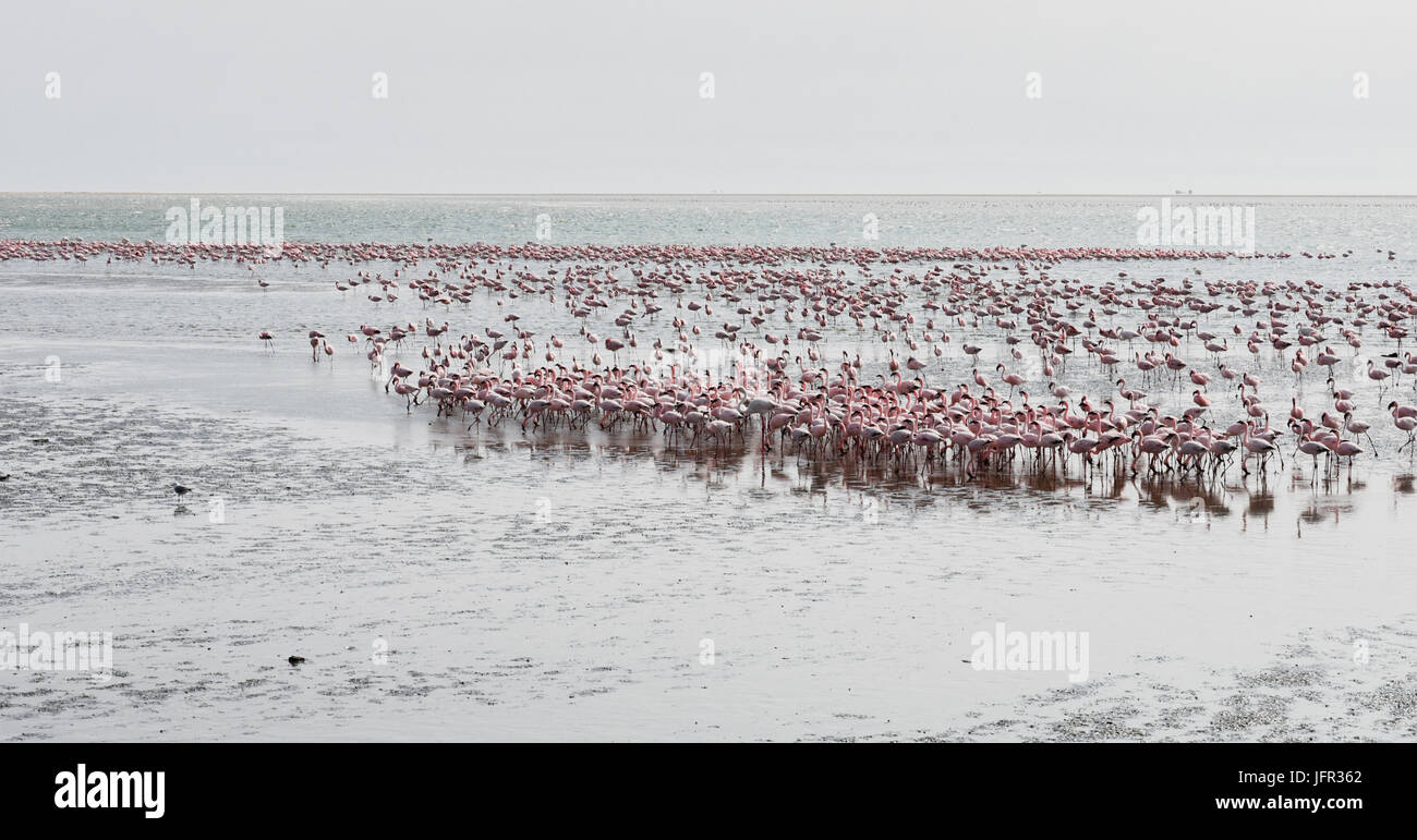 Flamingos on the beach at Swakopmund Namibia Stock Photo - Alamy