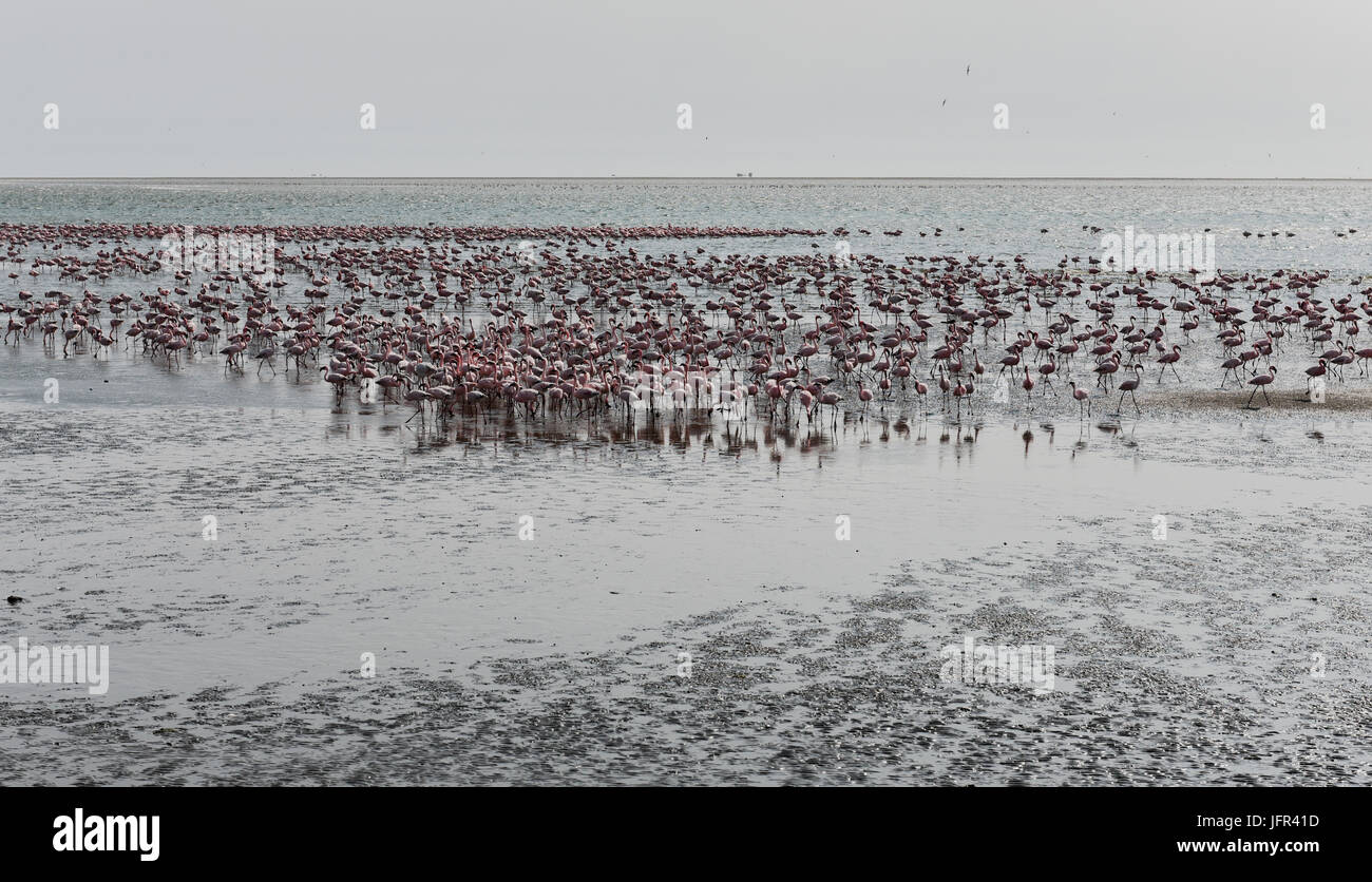 Flamingos on the beach at Swakopmund Namibia Stock Photo - Alamy