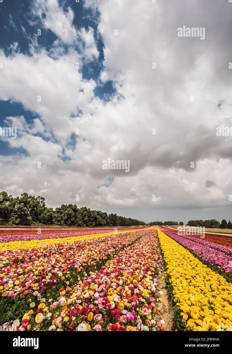Flower kibbutz on the border with Gaza Stock Photo