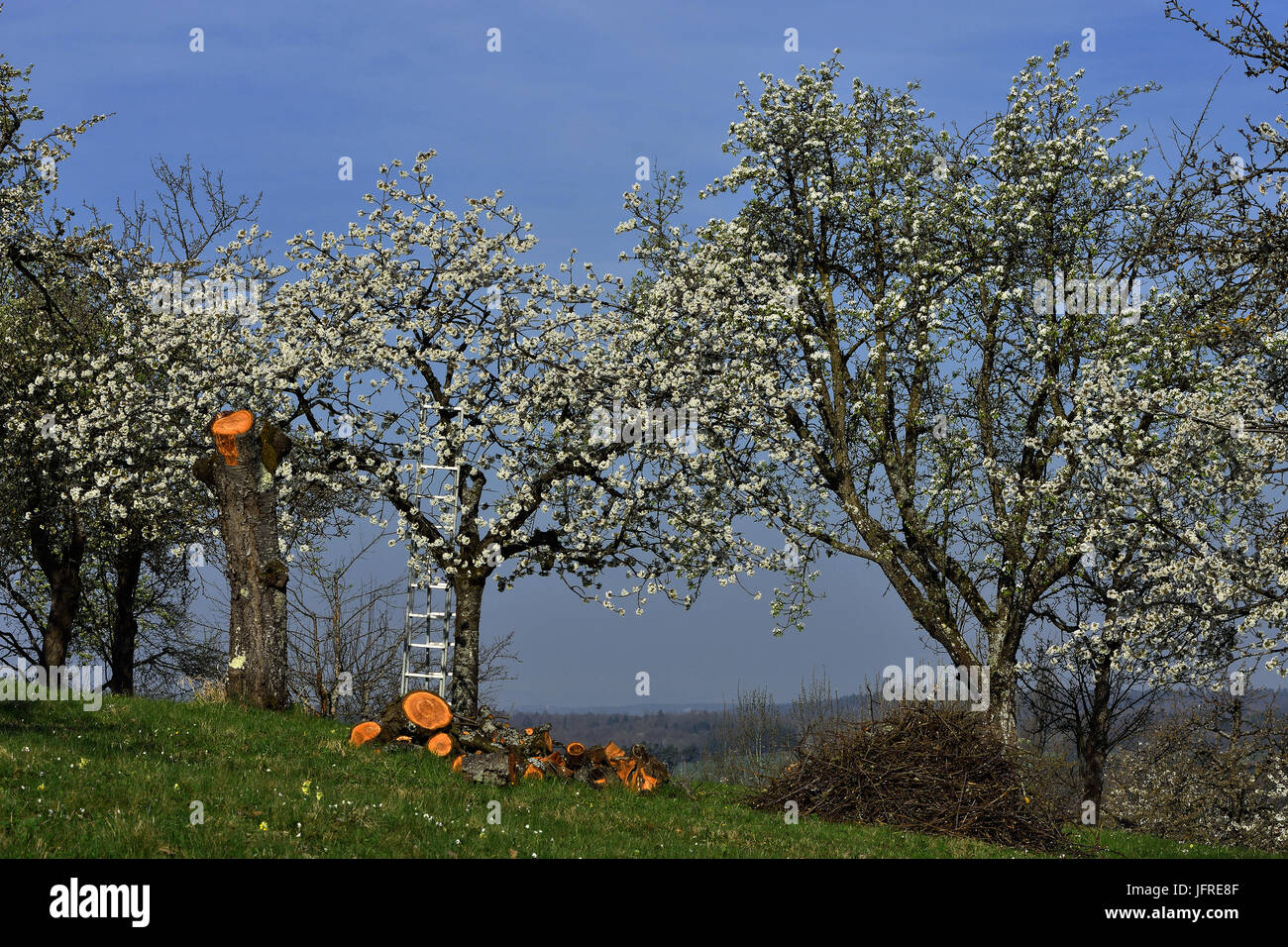 Orchard spring hi-res stock photography and images - Alamy