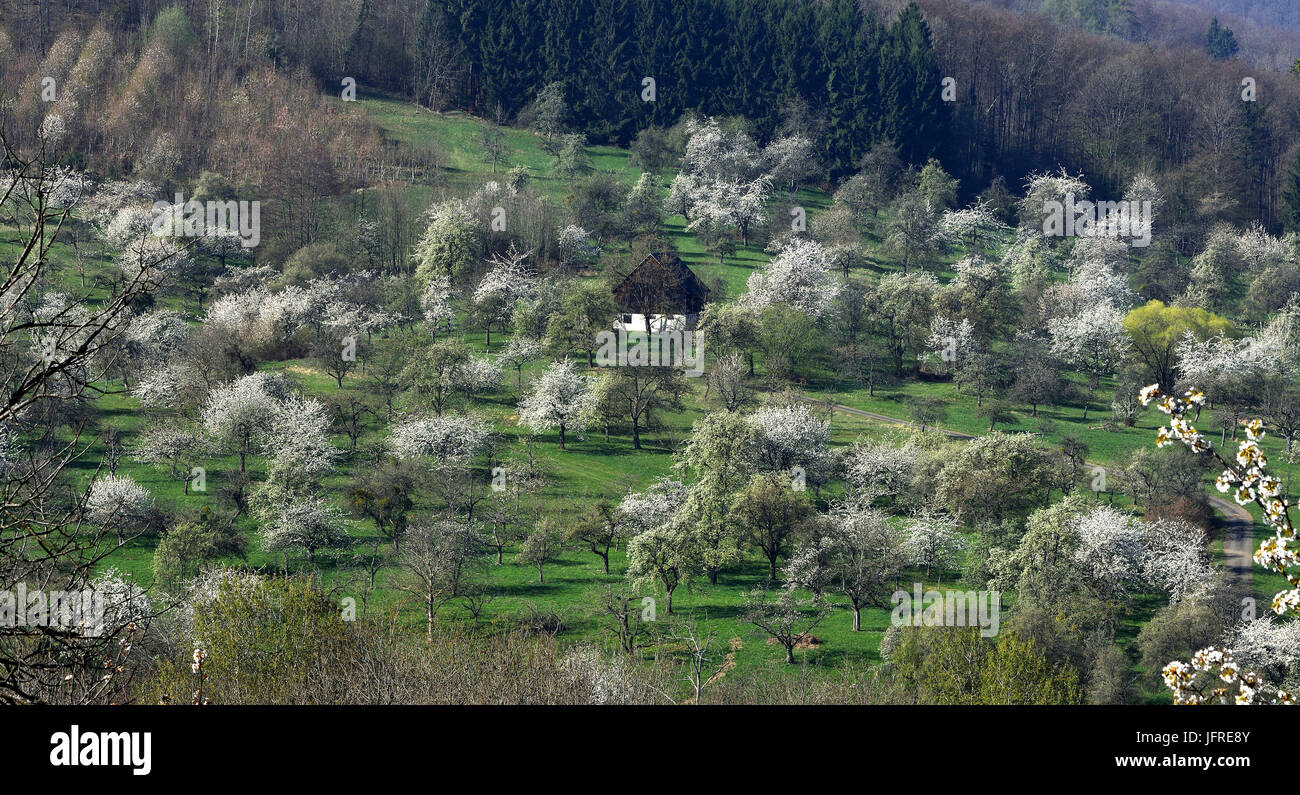 meadow orchard; spring; Stock Photo