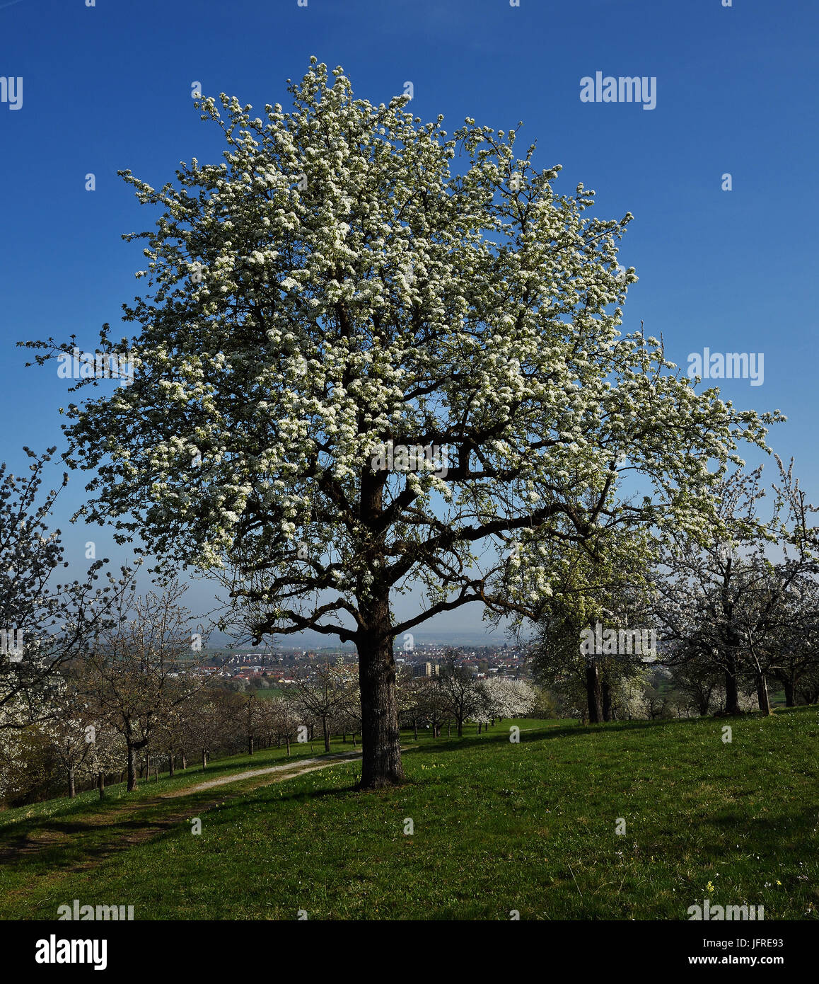 meadow orchard; spring; pear tree Stock Photo