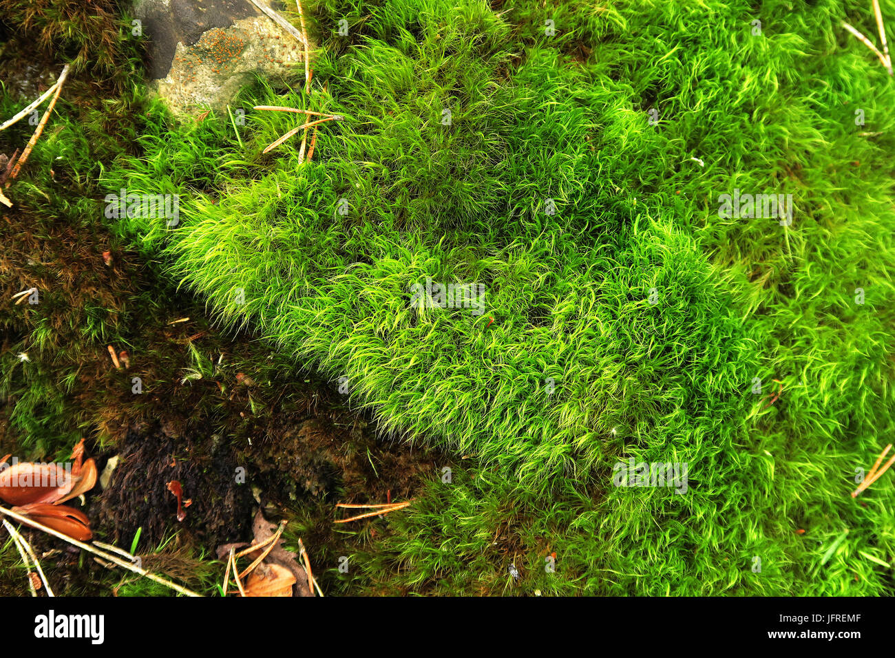 moss; fork mosses; wind-blown mosses Stock Photo