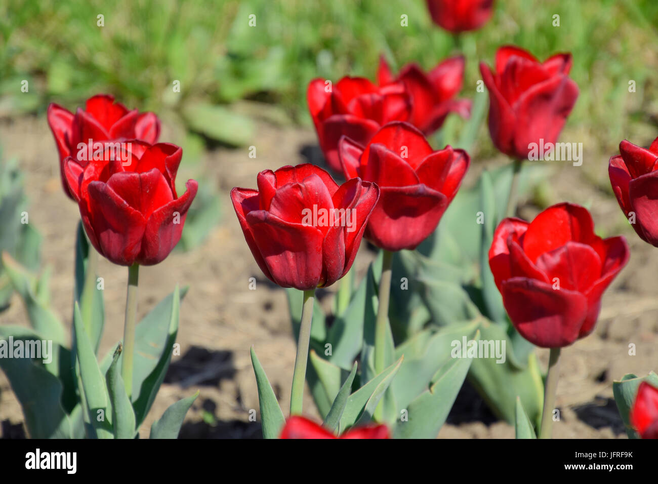 Red flowers of tulips on a flower bed. A flower bed with tulips Stock ...
