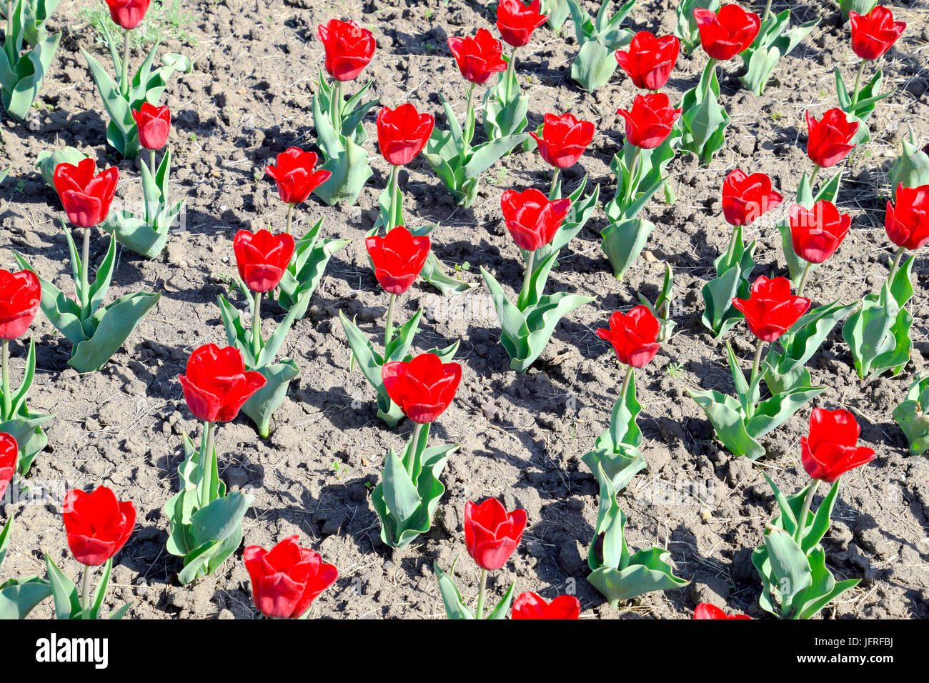 Red flowers of tulips on a flower bed. A flower bed with tulips Stock ...