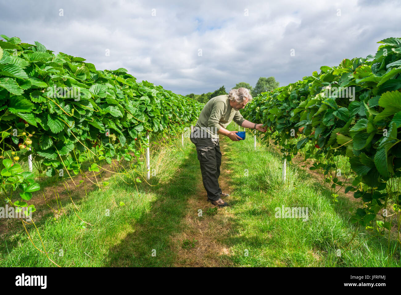 A middle aged male picking up strawberries on a fruit farm Stock Photo ...