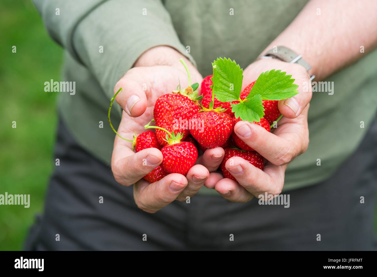 A male's hands holding a handful of strawberries Stock Photo - Alamy