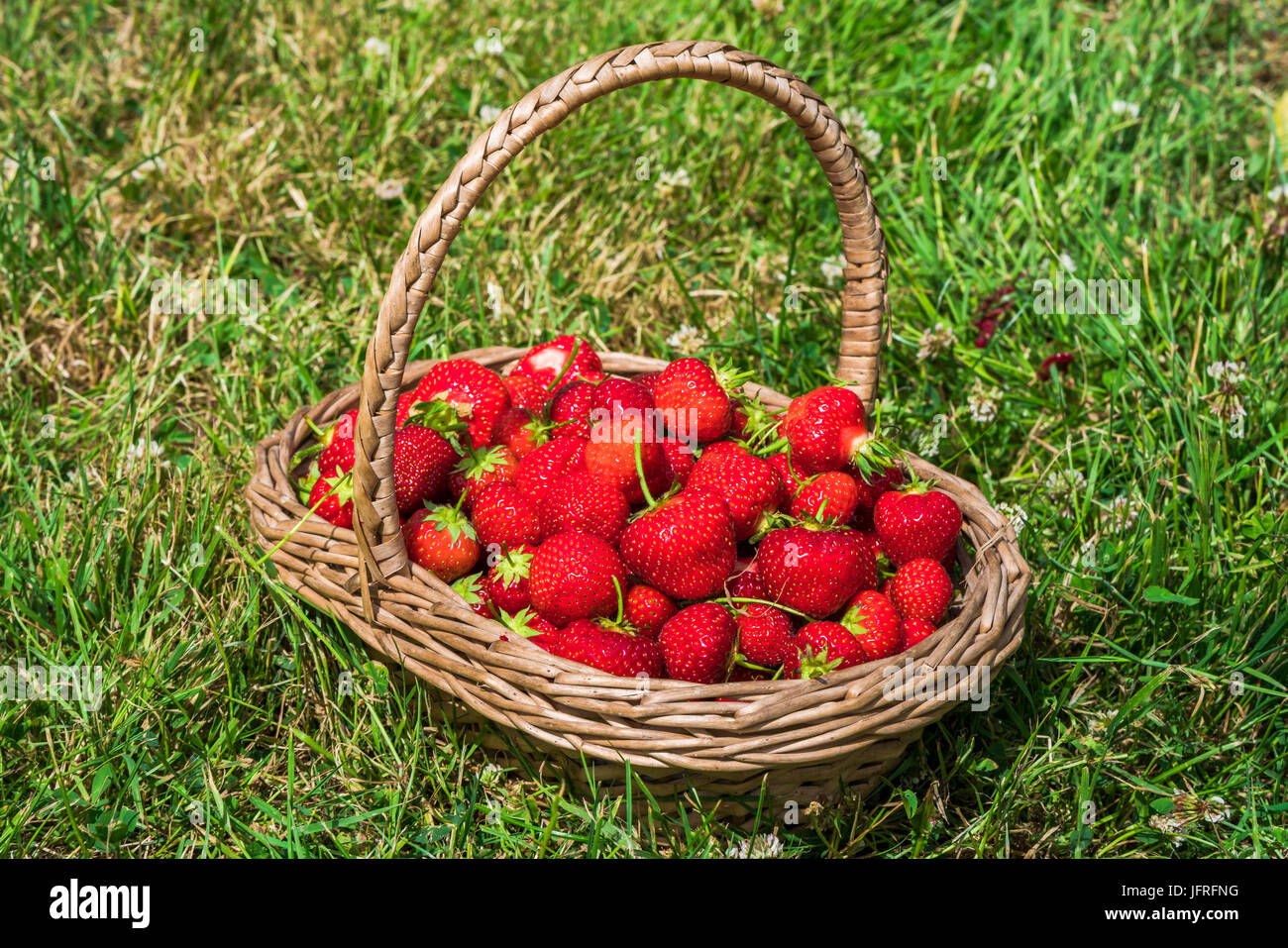 A basket full of freshly picked strawberries on a grass Stock Photo - Alamy
