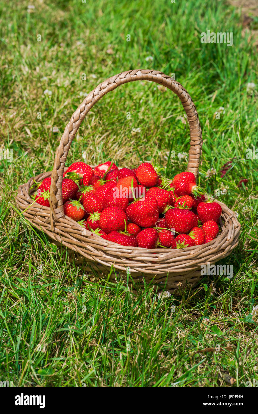 A basket full of freshly picked strawberries on a grass Stock Photo - Alamy