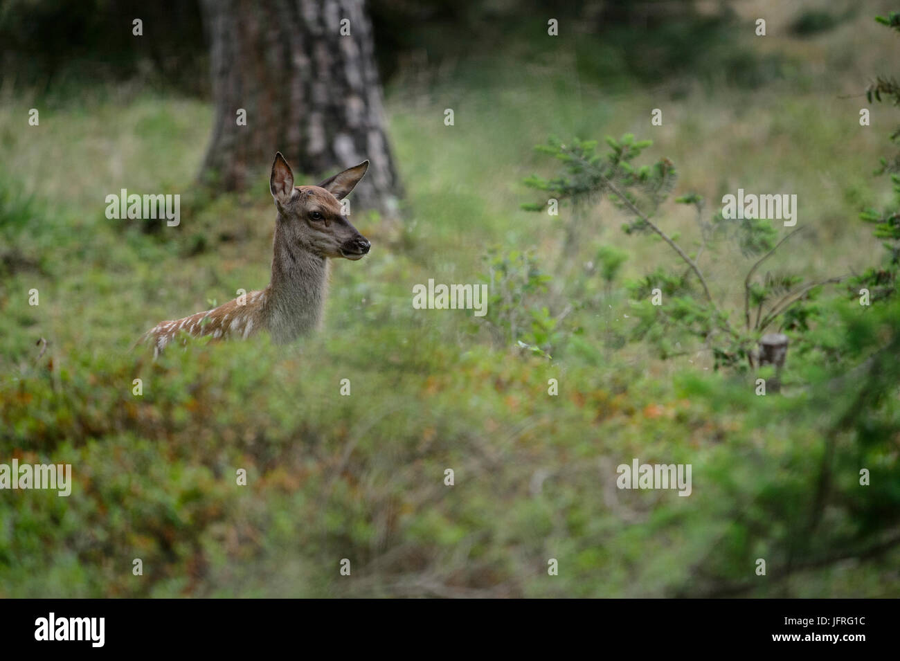 Red deer calf with spotted camouflage fur in a forest field. Hoge Veluwe National Park, Netherlands Stock Photo